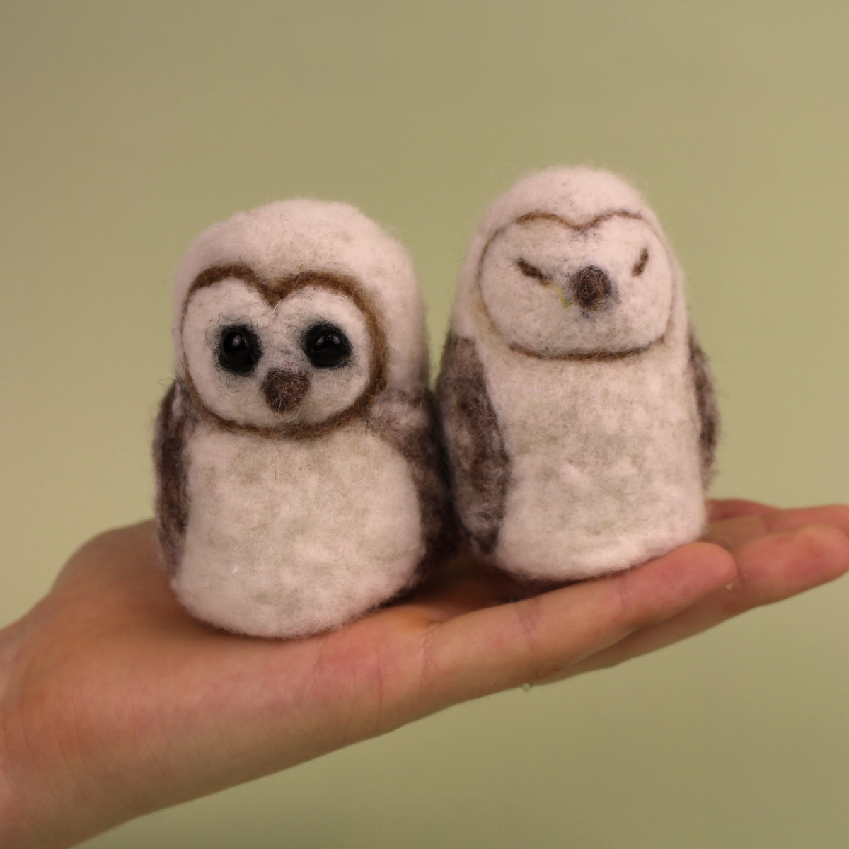 Barn Owl