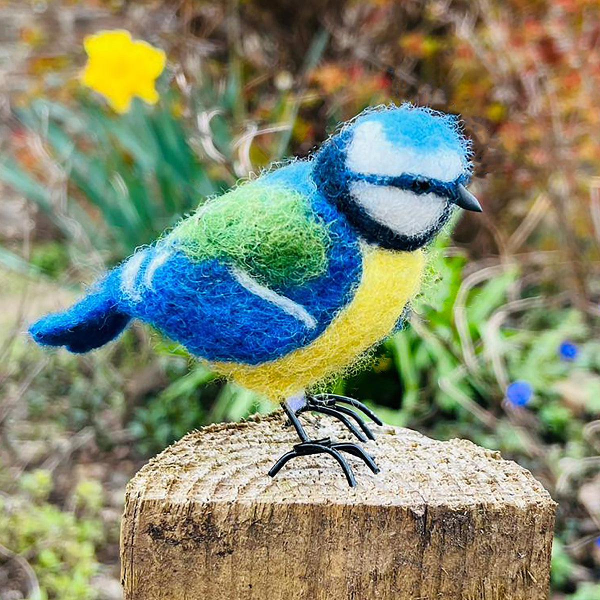 Blue Tit