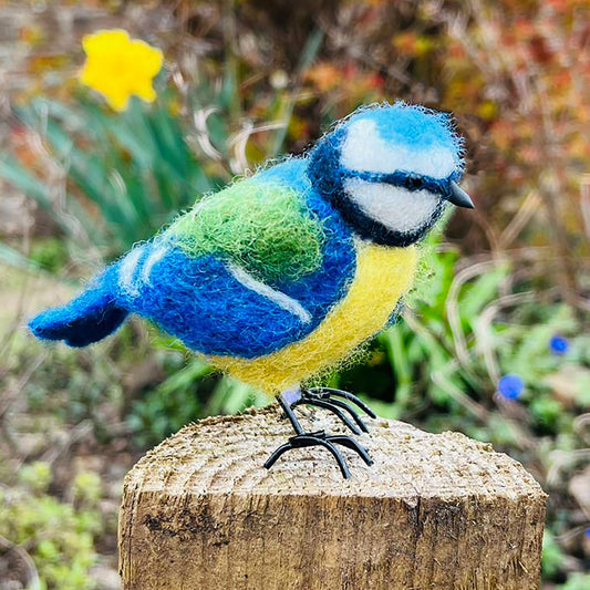 Blue Tit