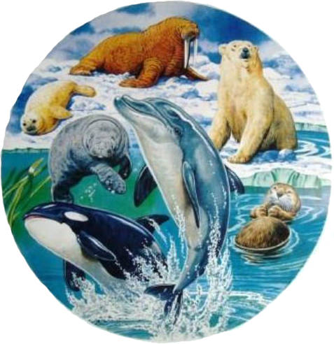 Marine Mammals