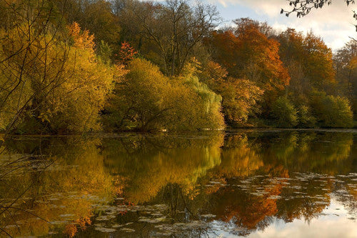Autumn Leaves