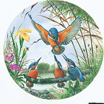 Kingfisher Family | Groverly Puzzles