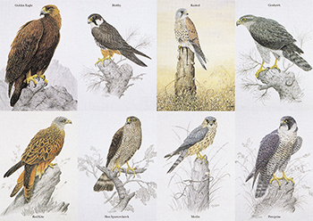 British Birds Of Prey | Groverly Puzzles