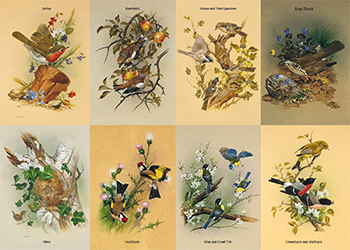 Birds Of The Hedgerow | Groverly Puzzles