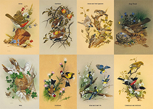 Birds Of The Hedgerow | Groverly Puzzles